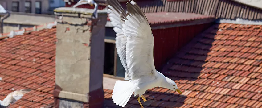 Residential Chimney Animal Removal Solution in Upper St. Clair, PA